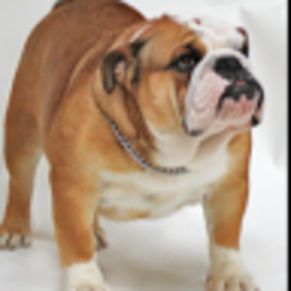 Meet your Posher, Bella - Picture 1 of 1